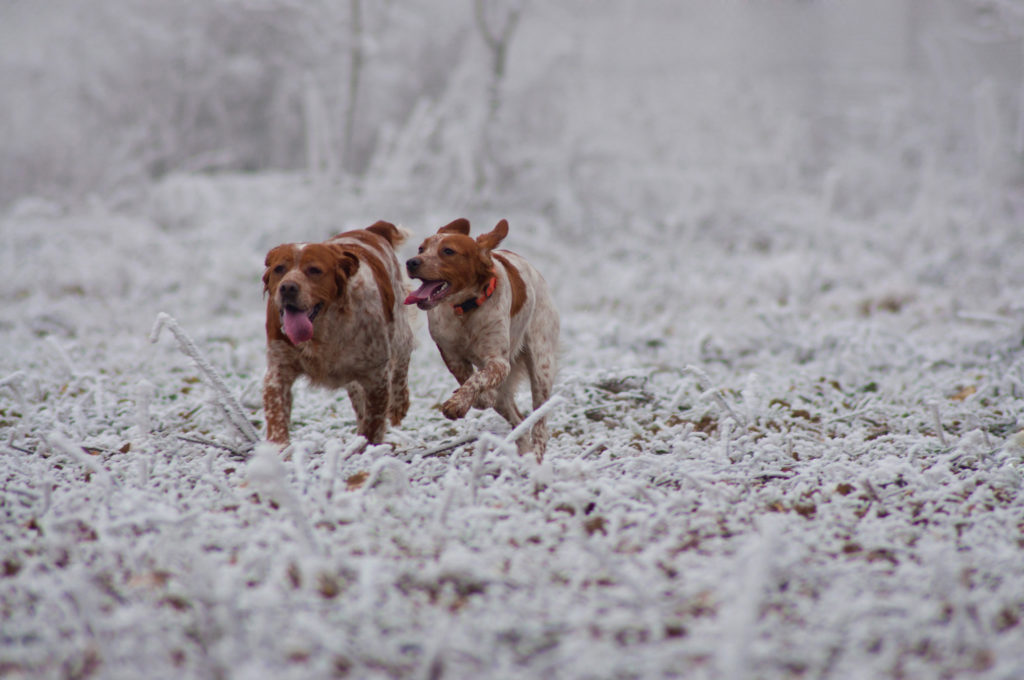photo animaux en hiver